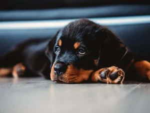 Black Rottweiler puppy lying on the ground